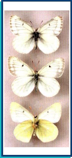 Colias tyche