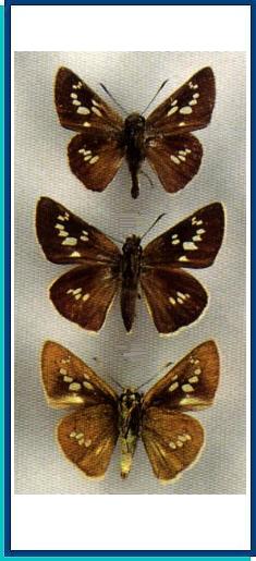 Polytremis zina (Evans, 1932) 