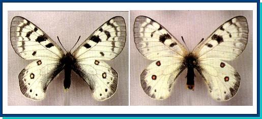 Parnassius  kiritshenkoi