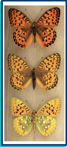 Argynnis aglaja (Linnaeus, 1758)