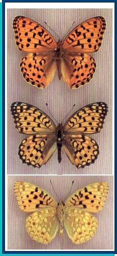  Argynnis xipe Grum-Grshimailo, 1891 