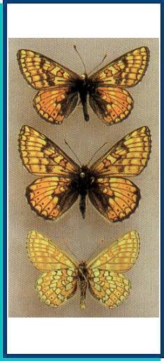  Euphydryas (aurinia) asiatica (Staudinger, 1881) 