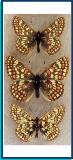  Euphydryas iduna (Dalman, 1816) 