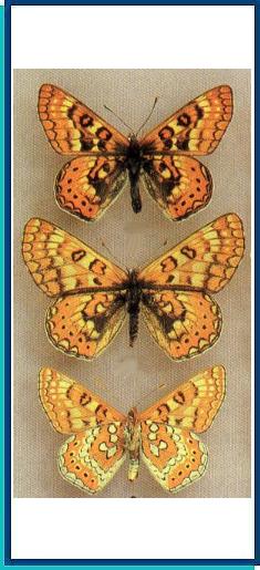  Euphydryas (aurinia) sibirica (Staudinger. 1871) 