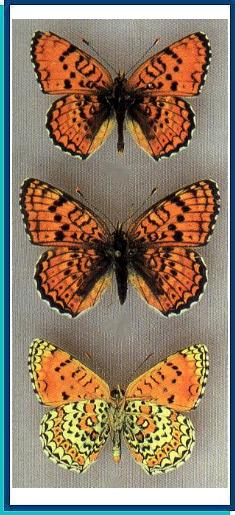  Melitaea arduinna (Esper, [1784]) 