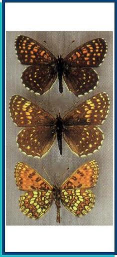  Melitaea diamina (Lang, 1789) 