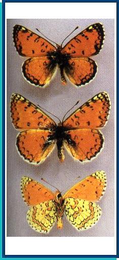  Melitaea (didyma) mixta Evans, 1912 