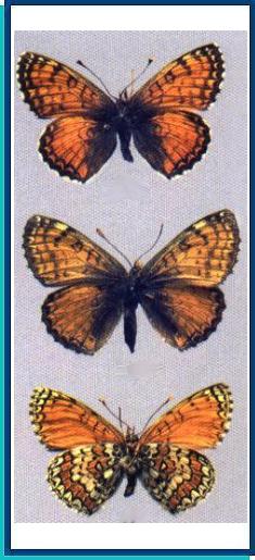  Melitaea pallas Staudinger, 1886 