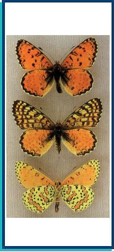  Melitaea permuta Higgins, 1941 