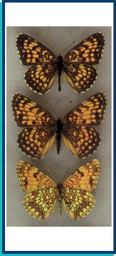  Melitaea protomedia Menetries, 1858 