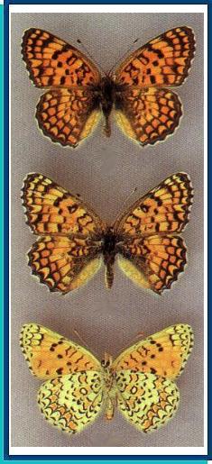  Melitaea (phoebe) punica Oberthur, 1876 