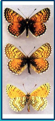  Melitaea sultanensis Staudinger, 1886 