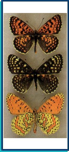  Melitaea sutschana Staudinger, 1892 