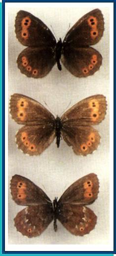    Erebia jeniseiensis   Trybom, 1877    