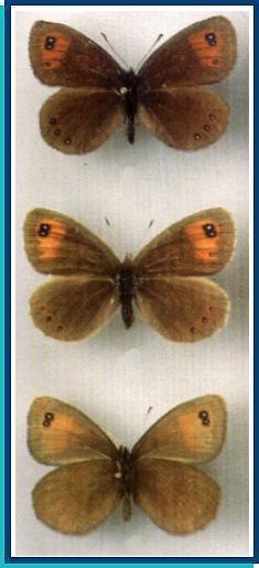    Erebia melancholica   Herrich-Schaffer, [1846]    