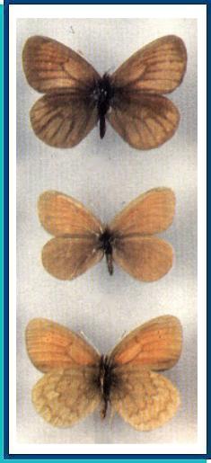   Erebia ocnus   (Eversmann, 1843)     