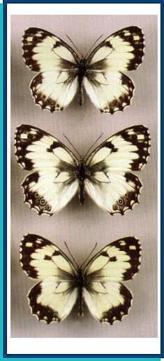   Melanargia teneates (Menetries, 1832)     