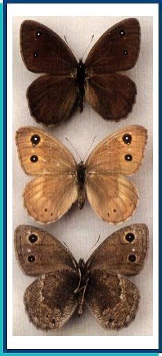    Satyrus ferula   (Fabricius, 1793)    